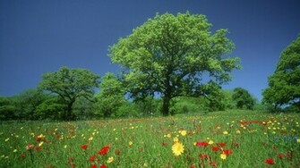 World Texas Wallpaper Wallpoper