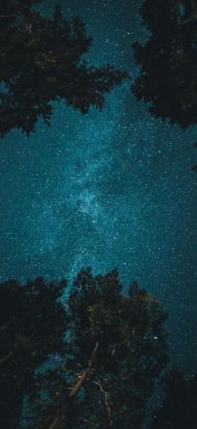 Best Forest iPhone HD Wallpaper