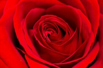 Red Rose Background Stock Photo HD Public Domain Pictures