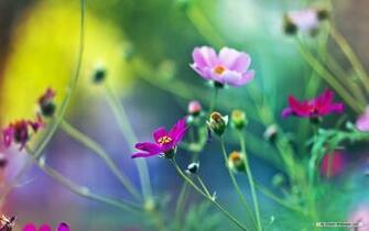Wallpaper Spring Wildflowers Index