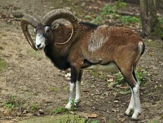 European Mouflon HD Wallpaper Background Image Id