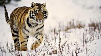 Siberian Tiger Wallpaper
