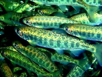 Salmon Fish River Underwater Hf Wallpaper Background