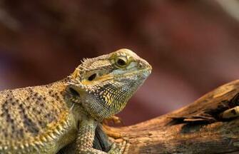 Bearded Dragon Wallpaper Background