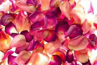 Bed Of Rose Petals Wall Mural Photo Wallpaper Photowall