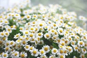 Daisies Wallpaper Os Android Flowers Spring