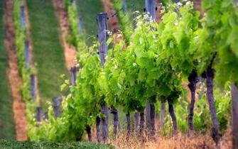 Vineyard Computer Wallpaper Desktop Background Id