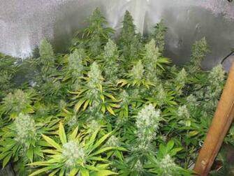 Image Sour Diesel Pc Android iPhone And iPad Wallpaper