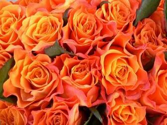 Orange Rose Pictures For Wallpaper Roses