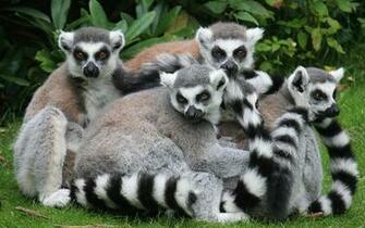Lemur HD Desktop Wallpaper 7wallpaper Net
