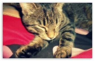 Sweet Dreams Wallpaper