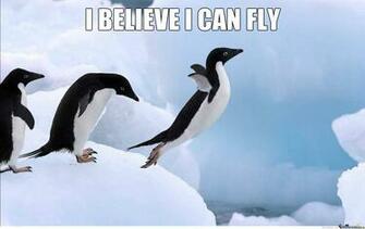 Penguins Imagens Pinguim Believe He Can Fly HD Wallpaper And