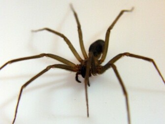 Spider Wallpaper
