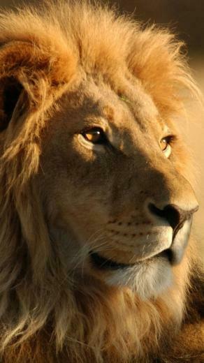Lion iPhone Wallpaper