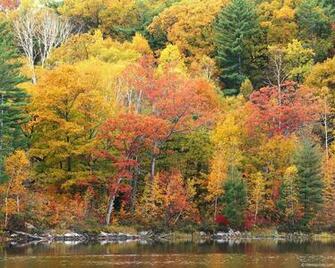 Fall Foliage Wallpaper For Desktop