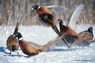 Pheasants Forever Banquet