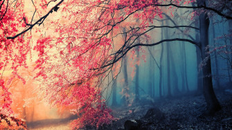 Nature Autumn Forests HD Wallpaper Eyecandy For Your Xfce
