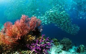 Underwater Sea Fish Herd Coral Pictures HD Desktop Wallpaper