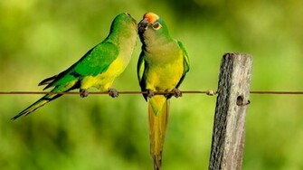 Parrots Kiss HD Wallpaper Wallpaperfx