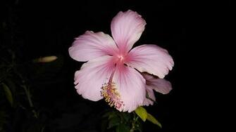 Joyous Light Pink Hibiscus Wallpaper Stream