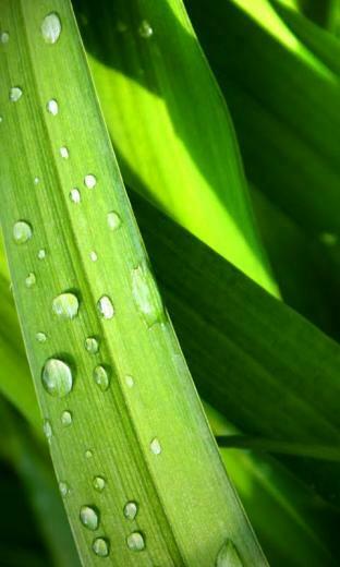 Green Grass Cell Phone Wallpaper Background