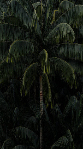 Plant iPhone Wallpaper