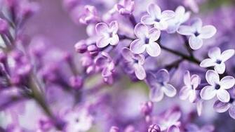 Lilac Bloom Purple Blurry Background Wallpaper Desktop