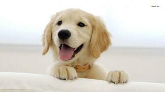 Golden Retriever Puppy Pictures Wallpaper Desktop Wolf Moon