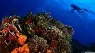 Scuba Diving 4k HD Desktop Wallpaper For Ultra Tv Wide