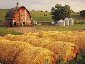 Hay