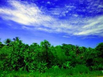 Green Forest Under Blue Sky Nature Wallpaper