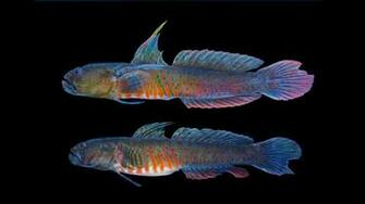 Rearing The Crested Oyster Goby Rising Tide Conservation