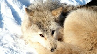 Arctic Wolf Wallpaper By Polyvox