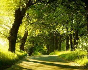 Green Image Forest Wallpaper HD And Background