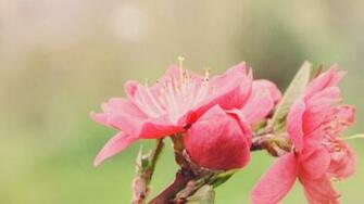 Peach Blossom Wallpaper By Lodchen Photography