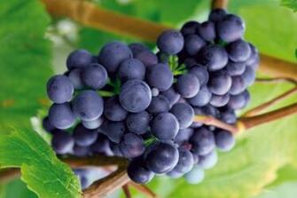 Healthy Food Wallpaper Cool