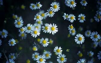 Daisy Wallpaper Top Background
