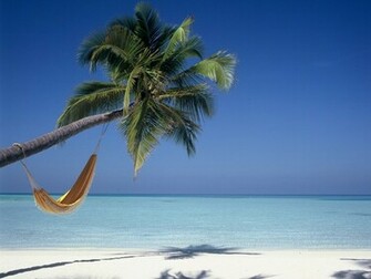 Palm Tree Beach Wallpaper Image Gallery