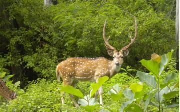 Assam Wallpaper Kaziranga National Park Deer In
