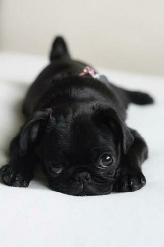 Black Pug Wallpaper Screensaver Background Aw Baby Pugs