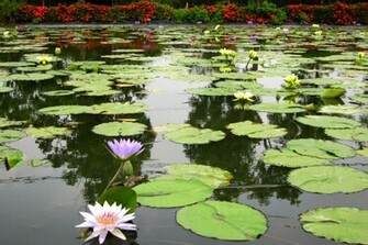 Lotus Pond Wallpaper