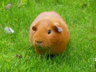 Cute Guinea Pigs Wallpaper HD For Desktop Wallpapermine