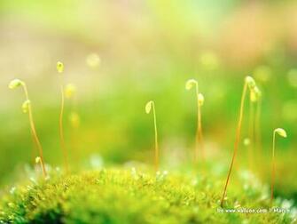 Early Spring Scene Wallpaper