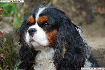 Fond D Cran Gratuit De Chiens Cavalier King Charles Spaniel