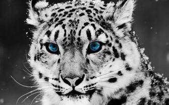 Wallpaper De Un Felino Fondo HD