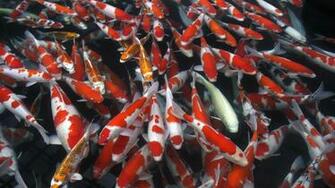 Desktop Pictures Koi Pond Wallpaper
