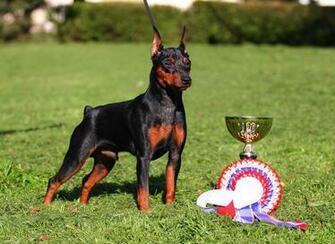 Miniature Pinscher HD Desktop Wallpaper 7wallpaper Net