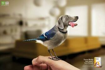 Funny Wallpaper Background And Pictures For Desktop