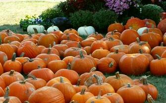 Autumn Pumpkin Background Wallpaper HD Background