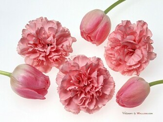 Carnation Flower Wallpaper No Desktop Wallcoo